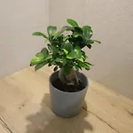 Apartament Lena Centar Bol